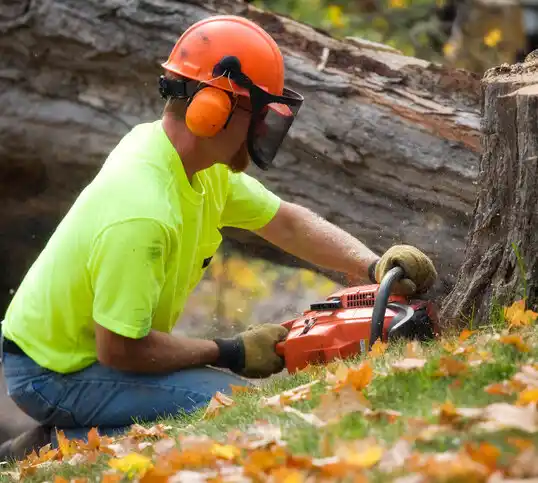 tree services Scotts Corners